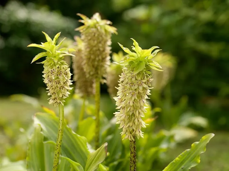 گل اِکومیس
نام به انگلیسی	
 Pineapple lily

<p>نام علمی	Eucomis bicolor<br />
خانواده	Asparagaceae<br />
مجموعه تولیدی سیدوس ,تولید کننده گلدان پلاستیکی سیدوس