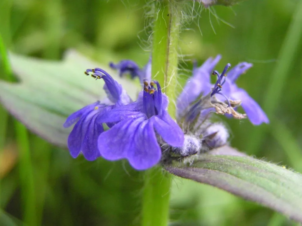 گل آجوگا, گل لبدیسی روندهAjuga Genevensis, Ajuga reptans,Lamiaceae
مجموعه تولیدی سیدوس تولید کننده گلدان پلاستیکی سیدوس