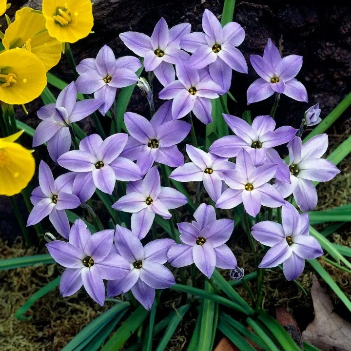 گل ستاره بهاری (Spring Starflower)نام علمی: (Iphenion uniflorum)
گلدان پلاستیکی سیدوس