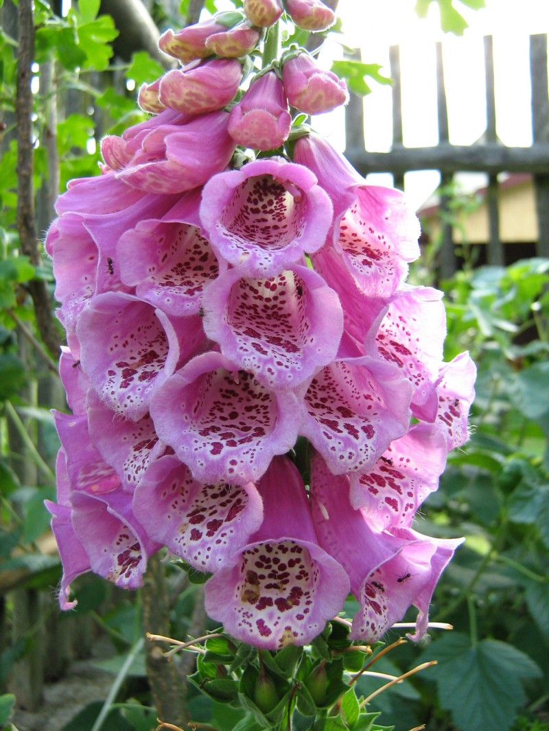 گل انگشتانه,COMMON FOXGLOVE
