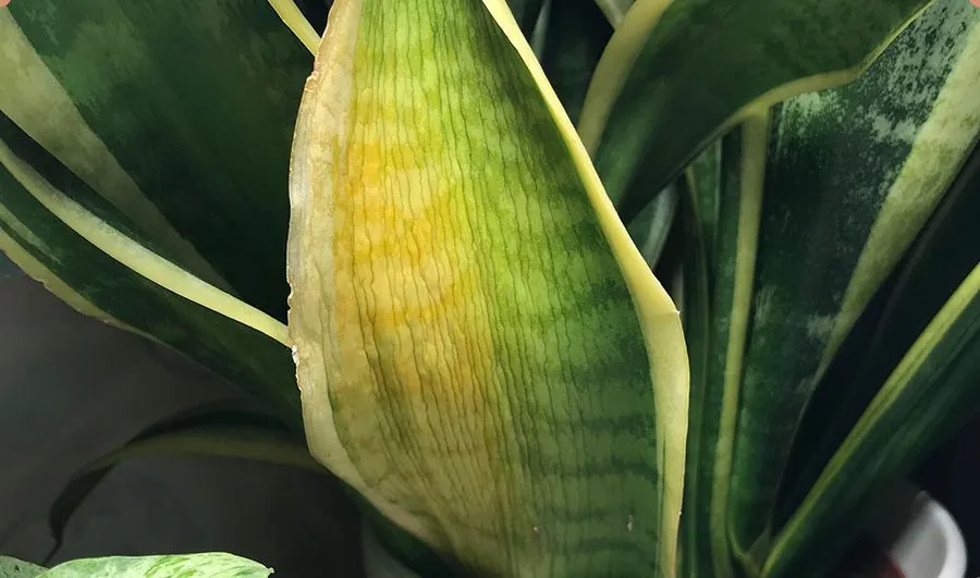 کمبود آهن در گیاه وعلائم آنIron-deficiency-in-plants-and-its-symptoms
مجموعه تولیدی سیدوس تولید کننده گلدان پلاستیکی سیدوس