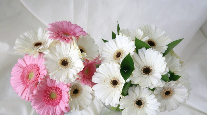 gerbera flowerگل ژربرا