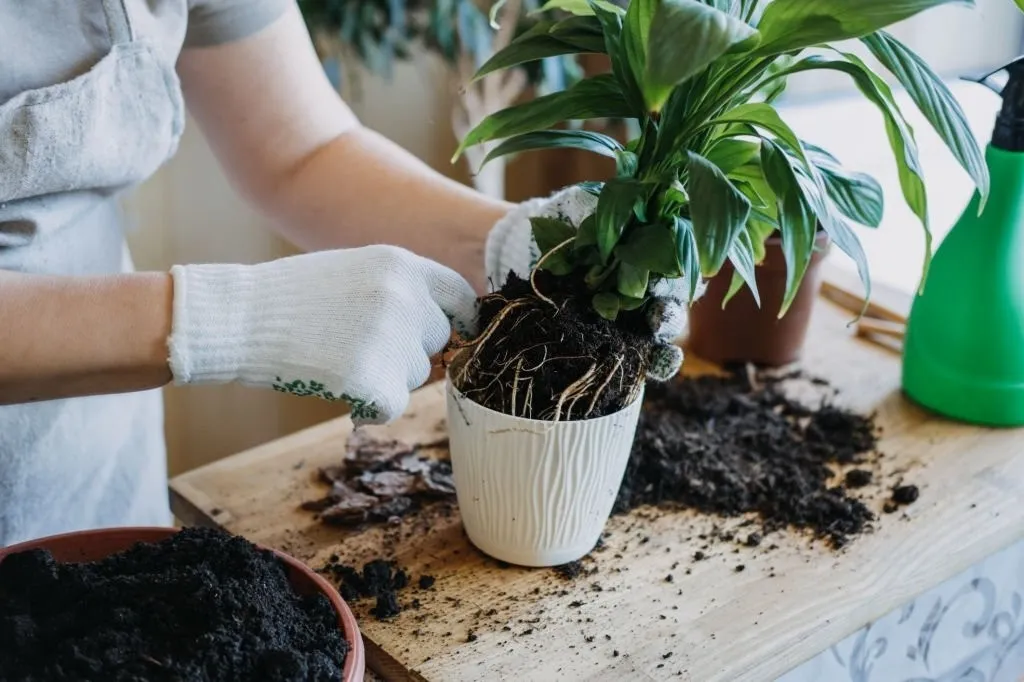 پوسیدگی ریشه گیاهان و روش درمانPlant root rot and treatment methods
مجموعه تولیدی سیدوس ,تولید کننده گلدان پلاستیکی سیدوس ,بیش از 120نوع, اعم از گلدان استوانه ای پلاستیکی سیدوس,گلدان الماسی پلاستیکی سیدوس,گلدان مربعی پلاستیکی,گلدان مثلثی پلاستیکی,گلدان گرد پلاستیکی ,باکس مستطیلی,در اندازه های کاکتوسی تا درختچه ای
