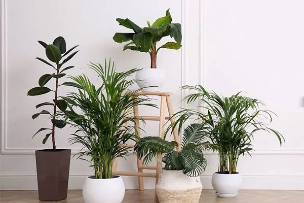خرید گیاهان و7نکته کلیدی در این موردBuying Plants and 7 Key Points
مجموعه تولیدی سیدوس ,تولید کننده گلدان پلاستیکی سیدوس ,بیش از 120نوع, اعم از گلدان استوانه ای پلاستیکی سیدوس,گلدان الماسی پلاستیکی سیدوس,گلدان مربعی پلاستیکی,گلدان مثلثی پلاستیکی,گلدان گرد پلاستیکی ,باکس مستطیلی,در اندازه های کاکتوسی تا درختچه ای