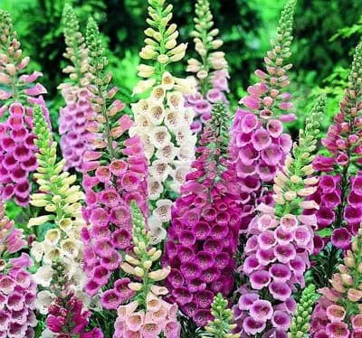 گل انگشتانهpurple-foxgloveladys-glove,DIGITALIS PURPUREA
مجموعه تولیدی سیدوس,تولید کننده گلدان پلاستیکی سیدوس