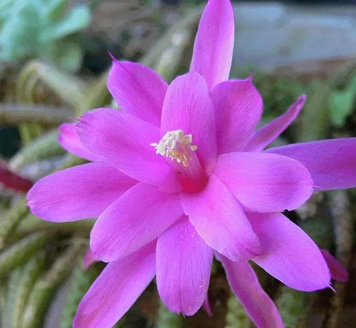 آپورو کاکتوس Aporocactus flagelliformis، کاکتوس rattail، گونه ای از گیاهان گلدار از خانواده کاکتوس Cactaceae است و بیشترین گونه کشت شده در سرده Aporocactus است. مجموعه تولیدی سیدوس تولید کننده گلدان پلاستیکی سیدوس