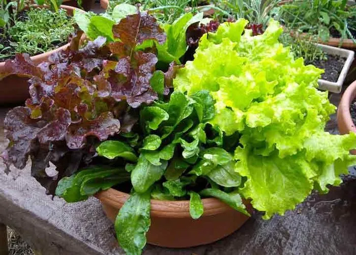 سبزیجات را در خانه از باقیمانده ها دوباره سبز کنیمRe-green vegetables at home from leftovers مجموعه تولیدی سیدوس ,تولید کننده گلدان پلاستیکی سیدوس ,بیش از 120نوع, اعم از گلدان استوانه ای پلاستیکی سیدوس,گلدان الماسی پلاستیکی سیدوس,گلدان مربعی پلاستیکی,گلدان مثلثی پلاستیکی,گلدان گرد پلاستیکی ,باکس مستطیلی,در اندازه های کاکتوسی تا درختچه ای 