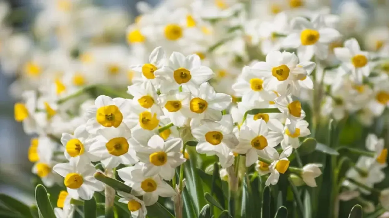 سردهٔ نرگس (نام علمی: Narcissus) گیاهی از خانواده نرگسیان (Amaryllidaceae) و راسته مارچوبگان و گیاهی دائمی و پیازدار است. پیازهای آن درشت و دارای ورقه‌های فلسی و یا مطبق است. به عبارت دیگر پیاز آن می‌تواند چندین سال متوالی گل دهد و گل آن همه ساله درشت تر] کم رنگ و پُر رنگ هستند.