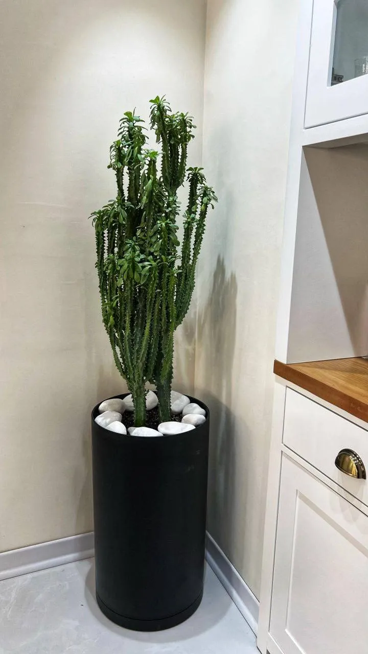 خاک و آبیاری افوربیا در گلدان پلاستیکی مربعی سیدوس(4بخش)Soil and watering of Euphorbia in a square plastic pot (4 parts)
گلدان پلاستیکی  Plastic pot,  plastic vase مجموعه تولیدی سیدوس ,تولید کننده گلدان پلاستیکی سیدوس ,بیش از 120نوع, اعم از گلدان استوانه ای پلاستیکی سیدوس,گلدان الماسی پلاستیکی سیدوس,گلدان مربعی پلاستیکی,گلدان مثلثی پلاستیکی,گلدان گرد پلاستیکی ,باکس مستطیلی,در اندازه های کاکتوسی تا درختچه ای