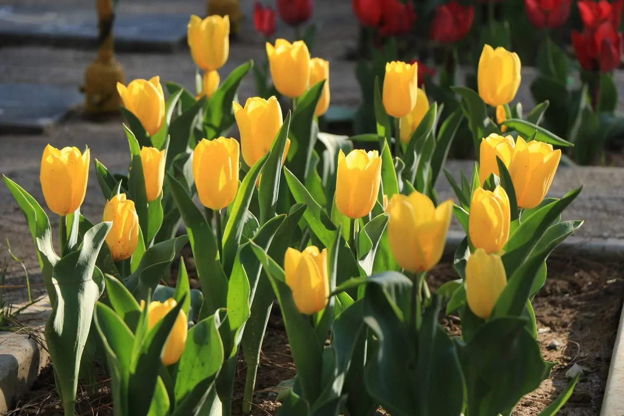 گلهای زیبای بهاری که میتوان در گلدان وباغچه کاشتBeautiful spring flowers that can be planted in pots and gardens مجموعه تولیدی سیدوس ,تولید کننده گلدان پلاستیکی سیدوس ,بیش از 120نوع, اعم از گلدان استوانه ای پلاستیکی سیدوس,گلدان الماسی پلاستیکی سیدوس,گلدان مربعی پلاستیکی,گلدان مثلثی پلاستیکی,گلدان گرد پلاستیکی ,باکس مستطیلی,در اندازه های کاکتوسی تا درختچه ای