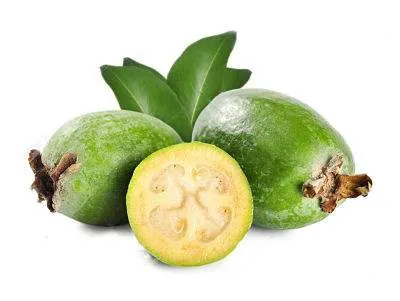 درخت آکا,درخت فیجوآacca-
sellowianamyrtaceae
Acca Sellowiana
مجموعه تولیدی سیدوس تولید کننده گلدان پلاستیکی سیدوس