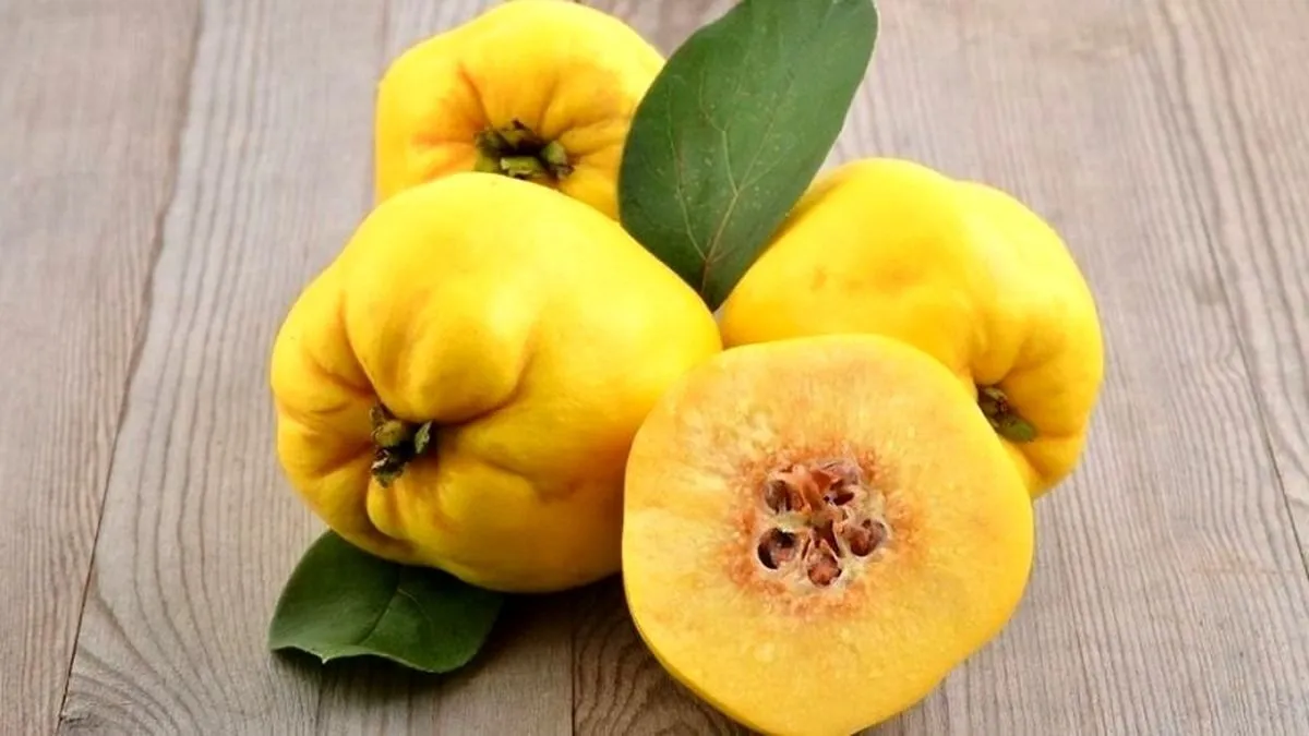  به و خواص شگفت انگیز این میوهCydonia oblonga
مجموعه تولیدی سیدوس ,تولید کننده گلدان پلاستیکی سیدوس ,بیش از 120نوع, اعم از گلدان استوانه ای پلاستیکی سیدوس,گلدان الماسی پلاستیکی سیدوس,گلدان مربعی پلاستیکی,گلدان مثلثی پلاستیکی,گلدان گرد پلاستیکی ,باکس مستطیلی,در اندازه های کاکتوسی تا درختچه ای