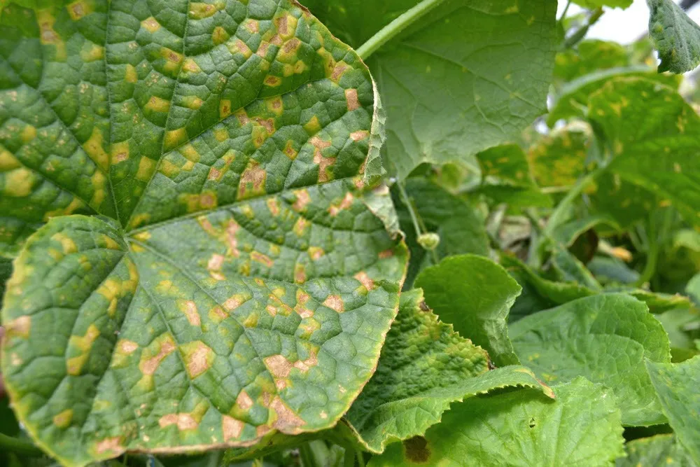 بیماری قارچی گیاهان Fungal plant disease
مجموعه تولیدی سیدوس ,تولید کننده گلدان پلاستیکی سیدوس ,بیش از 120نوع, اعم از گلدان استوانه ای پلاستیکی سیدوس,گلدان الماسی پلاستیکی سیدوس,گلدان مربعی پلاستیکی,گلدان مثلثی پلاستیکی,گلدان گرد پلاستیکی ,باکس مستطیلی,در اندازه های کاکتوسی تا درختچه ای

<p>تدوین:مینو غفوری ساداتیه</p>

<p>آدرس اینستاگرام:gooldono.stand.sidoos@</p>

<p>تلفن:09308743868