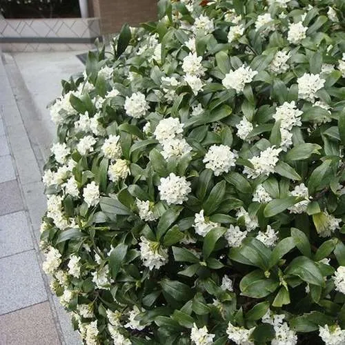 گیاه میخک ژاپنی با نام علمی Pittosporum tobira و نام انگلیسی Japanese Pittosporum از گیاهان گلدار از راسته کرفس­‌سانان و از خانواده میخک درختیان Pittosporaceae است.مجموعه تولیدی سیدوس ,تولید کننده گلدان پلاستیکی سیدوس ,بیش از 120نوع, اعم از گلدان استوانه ای پلاستیکی سیدوس,گلدان الماسی پلاستیکی سیدوس,گلدان مربعی پلاستیکی,گلدان مثلثی پلاستیکی,گلدان گرد پلاستیکی ,باکس مستطیلی,در اندازه های کاکتوسی تا درختچه ای