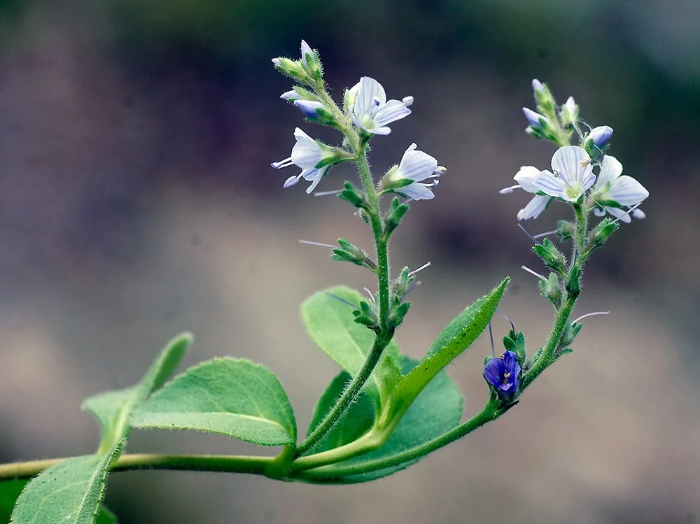 گل سیزابVeronica persica,anaghalis arvensis
مجموعه تولیدی سیدوس , تولید کننده گلدان پلاستیکی سیدوس  واستند فلزی ست