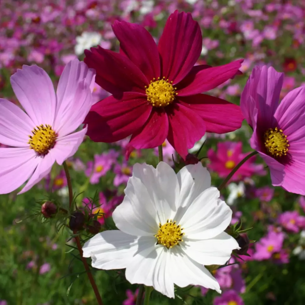 گیاه ستاره مکزیکی/ شاه اشرفی مکزیکی (Mexican Aster)نام علمی: (Cosmos bipinnatus)