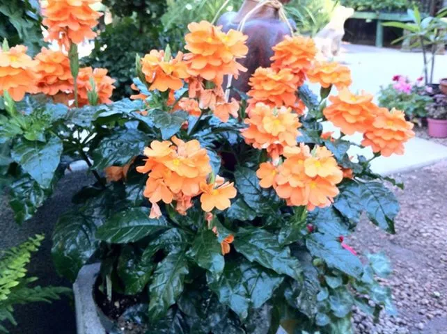 گیاه کروساندراCrossandra infundibuliformisfirecracker flower گلدان پلاستیکی Plastic pot, plastic vase مجموعه تولیدی سیدوس ,تولید کننده گلدان پلاستیکی سیدوس ,بیش از 120نوع, اعم از گلدان استوانه ای پلاستیکی سیدوس,گلدان الماسی پلاستیکی سیدوس,گلدان مربعی پلاستیکی,گلدان مثلثی پلاستیکی,گلدان گرد پلاستیکی ,باکس مستطیلی,در اندازه های کاکتوسی تا درختچه ای