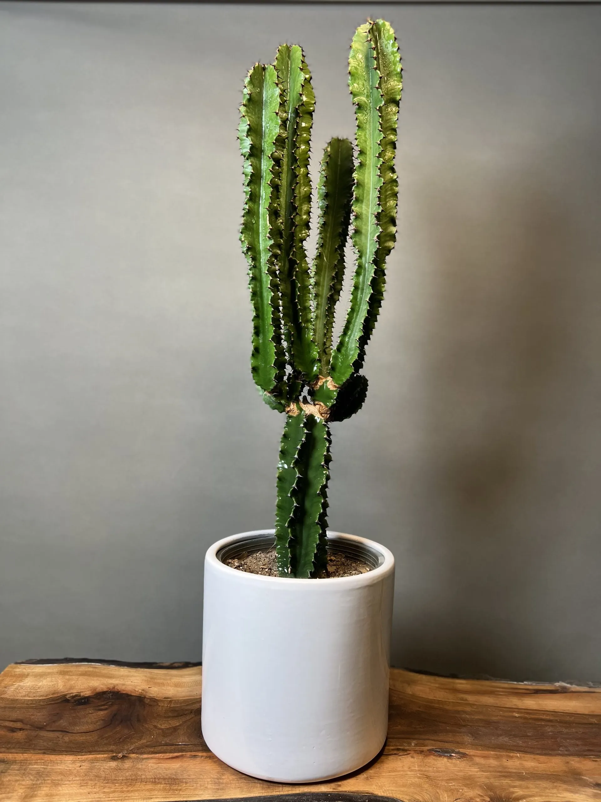 خاک و آبیاری افوربیا در گلدان پلاستیکی مربعی سیدوس(4بخش)Soil and watering of Euphorbia in a square plastic pot (4 parts)
گلدان پلاستیکی  Plastic pot,  plastic vase مجموعه تولیدی سیدوس ,تولید کننده گلدان پلاستیکی سیدوس ,بیش از 120نوع, اعم از گلدان استوانه ای پلاستیکی سیدوس,گلدان الماسی پلاستیکی سیدوس,گلدان مربعی پلاستیکی,گلدان مثلثی پلاستیکی,گلدان گرد پلاستیکی ,باکس مستطیلی,در اندازه های کاکتوسی تا درختچه ای