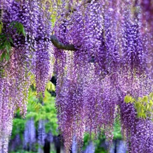 ویستریا آمریکایی (American Wisteria)نام علمی: (Wisteria Frutescens)