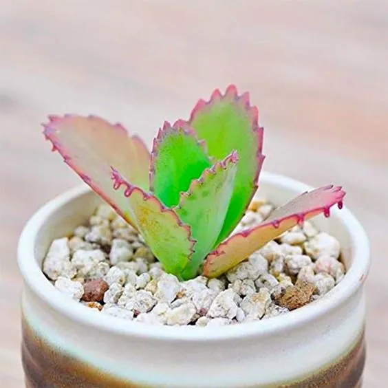 گیاه اشک تمساح با نام علمی Kalanchoe Daigremontiana و نام انگلیسی Bryophyllum از ساکولنت‌های خانواده Crassulaceae یا گل نازیان می‌باشد.مجموعه تولیدی سیدوس ,تولید کننده گلدان پلاستیکی سیدوس ,بیش از 120نوع, اعم از گلدان استوانه ای پلاستیکی سیدوس,گلدان الماسی پلاستیکی سیدوس,گلدان مربعی پلاستیکی,گلدان مثلثی پلاستیکی,گلدان گرد پلاستیکی ,باکس مستطیلی,در اندازه های کاکتوسی تا درختچه ای