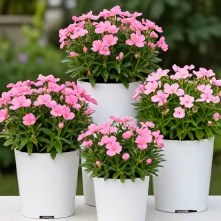 انواع گل مناسب کاشت Types of flowers suitable for planting&nbsp;گل پینک کلود یا زیب گیاه (Beauty Bush)