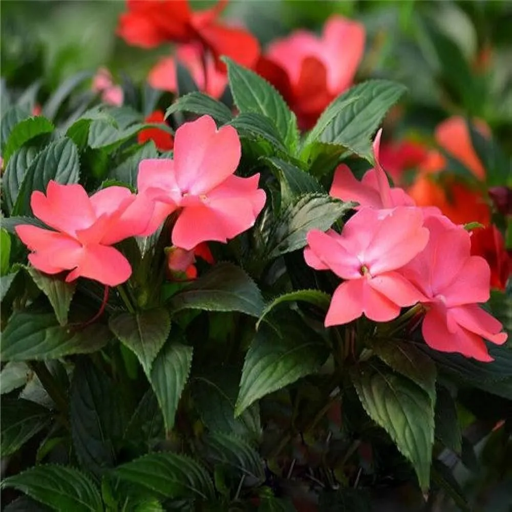 گل حنا با نام انگلیسی Touch me not و نام علمی Impatiens از گیاهان علفی خانواده Balsaminaceae محسوب می‌شود.مجموعه تولیدی سیدوس ,تولید کننده گلدان پلاستیکی سیدوس ,بیش از 120نوع, اعم از گلدان استوانه ای پلاستیکی سیدوس,گلدان الماسی پلاستیکی سیدوس,گلدان مربعی پلاستیکی,گلدان مثلثی پلاستیکی,گلدان گرد پلاستیکی ,باکس مستطیلی,در اندازه های کاکتوسی تا درختچه ای