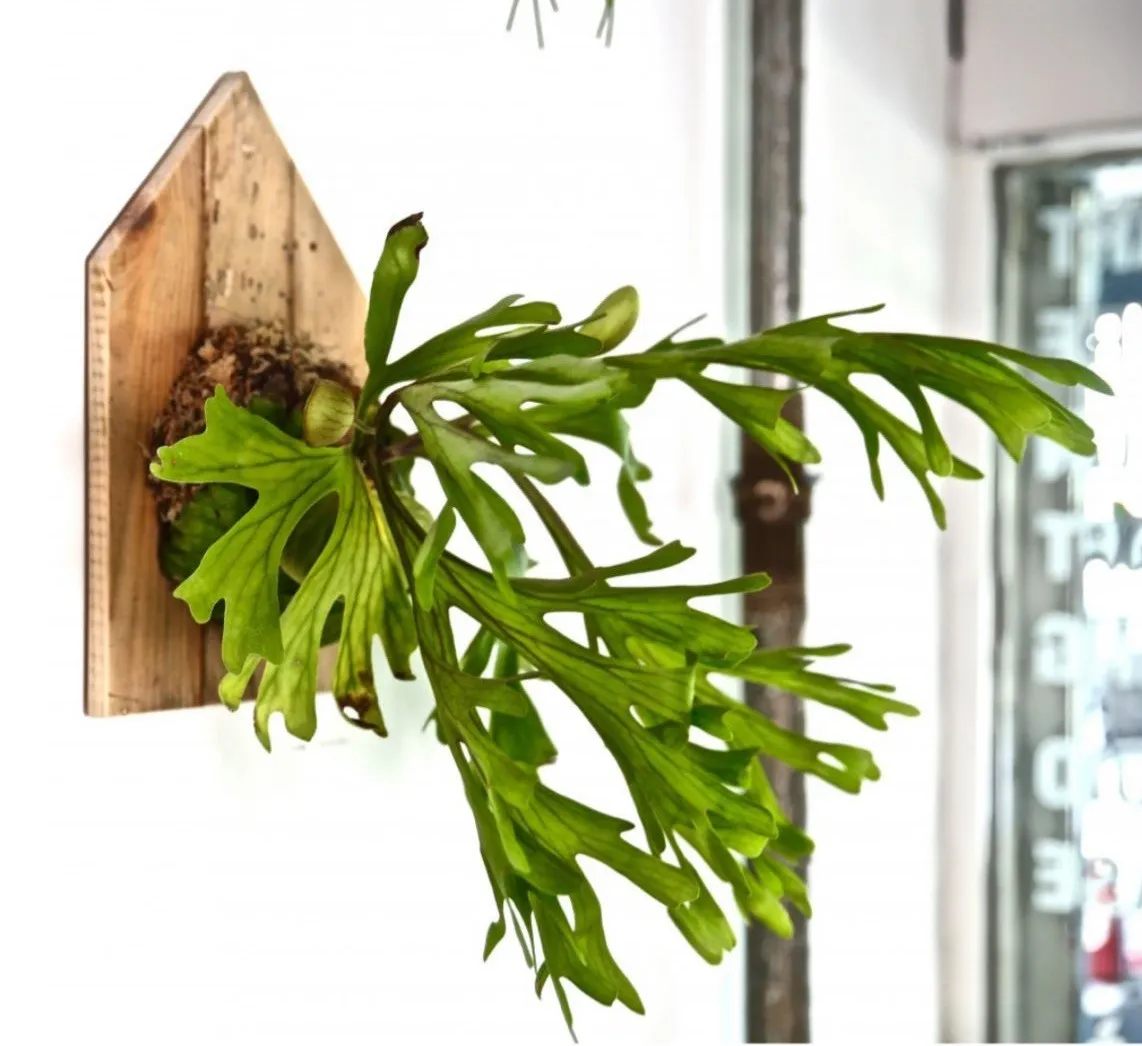 گل سرخس شاخ گوزنیPlatycerium bifurcatum
خانواده:Polypodiacea
زادگاه :جنوب شرقی استرالیا
مجموعه تولیدی سیدوس تولید کننده گلدان پلاستیکی سیدوس  با بیش از 120نوع گلدان پلاستیکی