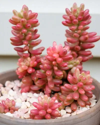 OLYMPUS DIGITAL گل سدوم (گل دم الاغی، گل یخی)SEDUM RUBROTINCTUM CAMERAگلدان پلاستیکی سیدوس
