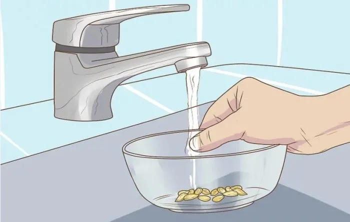 سبزه نارنجرشد نارنج از دانه
Growing oranges from seed
مجموعه تولیدی سیدوس ,تولید کننده گلدان پلاستیکی سیدوس ,بیش از 120نوع, اعم از گلدان استوانه ای پلاستیکی سیدوس,گلدان الماسی پلاستیکی سیدوس,گلدان مربعی پلاستیکی,گلدان مثلثی پلاستیکی,گلدان گرد پلاستیکی ,باکس مستطیلی,در اندازه های کاکتوسی تا درختچه ای