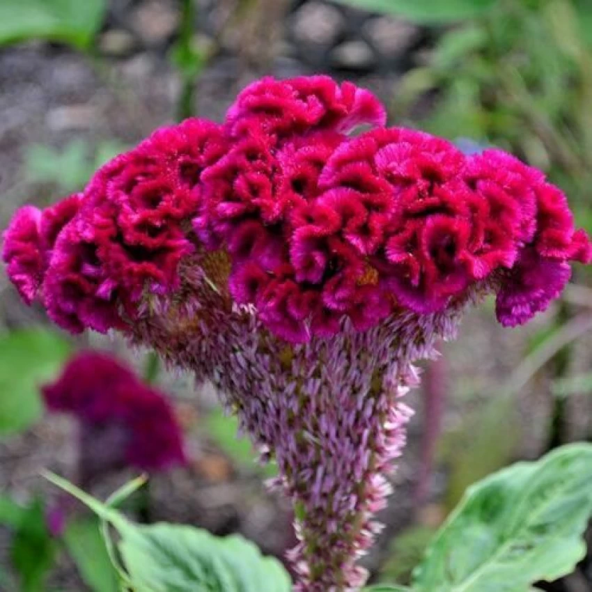 Celosia argentea Olympia Seriesتاج خروس در گلدان پلاستیکی سیدوس