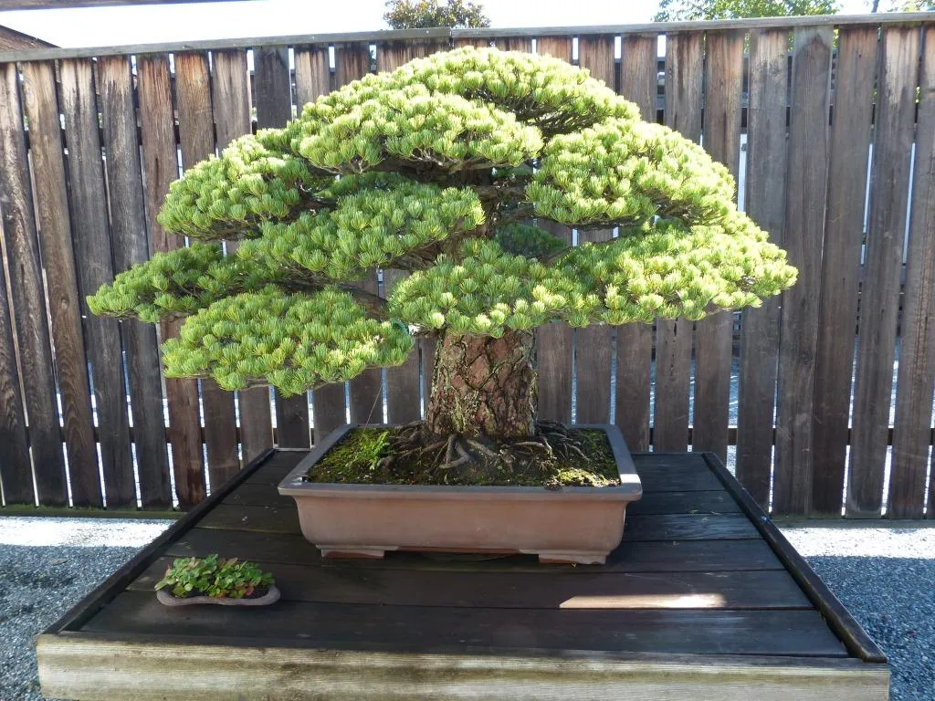 بونسای های عجیب و گرانبها در دنیاStrange and precious bonsai in the world
مجموعه تولیدی سیدوس ,تولید کننده گلدان پلاستیکی سیدوس ,بیش از 120نوع, اعم از گلدان استوانه ای پلاستیکی سیدوس,گلدان الماسی پلاستیکی سیدوس,گلدان مربعی پلاستیکی,گلدان مثلثی پلاستیکی,گلدان گرد پلاستیکی ,باکس مستطیلی,در اندازه های کاکتوسی تا درختچه ای