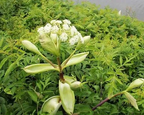 سنبل ختایی, gigas,Hyacinth of error,Angelica