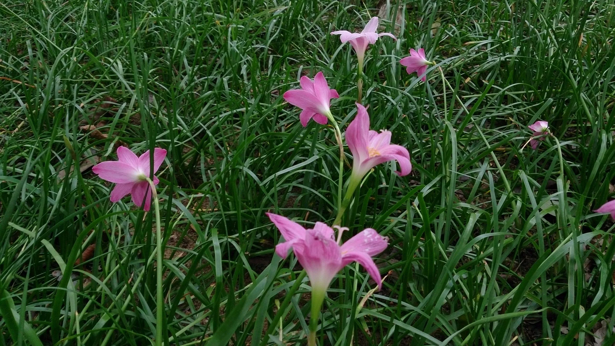 گل زفیرانتس(Zephyrlily)ZephyranthesAmaryllidoideae مجموعه تولیدی سیدوس تولید کننده گلدان پلاستیکی استوانه ای سیدوس