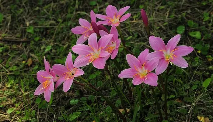 گل زفیرانتس(Zephyrlily)ZephyranthesAmaryllidoideae مجموعه تولیدی سیدوس تولید کننده گلدان پلاستیکی استوانه ای سیدوس