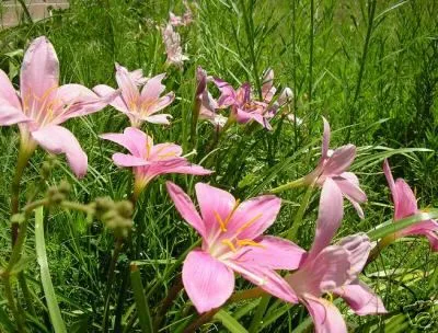 گل زفیرانتس(Zephyrlily)ZephyranthesAmaryllidoideae مجموعه تولیدی سیدوس تولید کننده گلدان پلاستیکی استوانه ای سیدوس