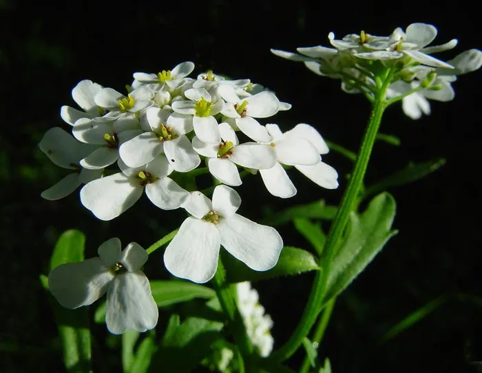 ایبریسIberis-Amara-