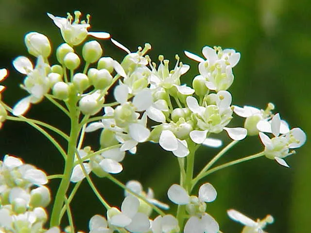lepidium draba ,گل اُزمکمجموعه تولیدی سیدوس ,تولید کننده گلدان پلاستیکی 