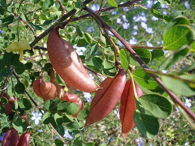 گیاه دغدغکColutea arborescens مجموعه تولیدی سیدوس تولید کننده گلدان پلاستیکی سیدوس