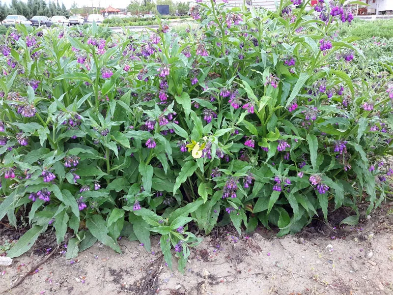 Symphytum Hidcote Pink هماور مجموعه تولیدی سیدوس تولید کننده گلدان پلاستیکی سیدوسَ