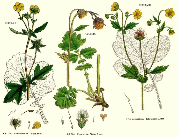 گل ژئوم نام یک گونه از تیره گلسرخیان است. ویکی‌پدیا نام علمی: Geum quellyon مجموعه تولیدی سیدوس تولید کننده گلدان پلاستیکی سیدوس