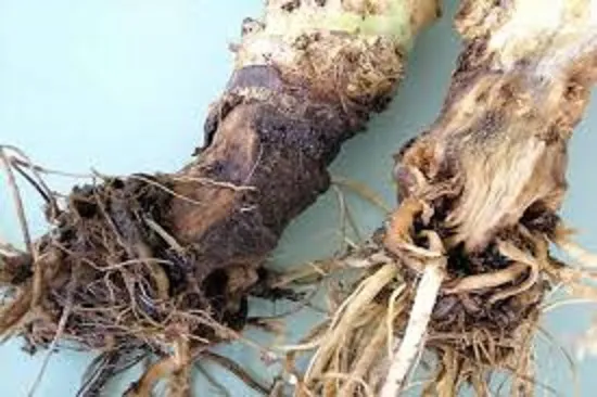پوسیدگی ریشه گیاهان و روش درمانPlant root rot and treatment methods
مجموعه تولیدی سیدوس ,تولید کننده گلدان پلاستیکی سیدوس ,بیش از 120نوع, اعم از گلدان استوانه ای پلاستیکی سیدوس,گلدان الماسی پلاستیکی سیدوس,گلدان مربعی پلاستیکی,گلدان مثلثی پلاستیکی,گلدان گرد پلاستیکی ,باکس مستطیلی,در اندازه های کاکتوسی تا درختچه ای