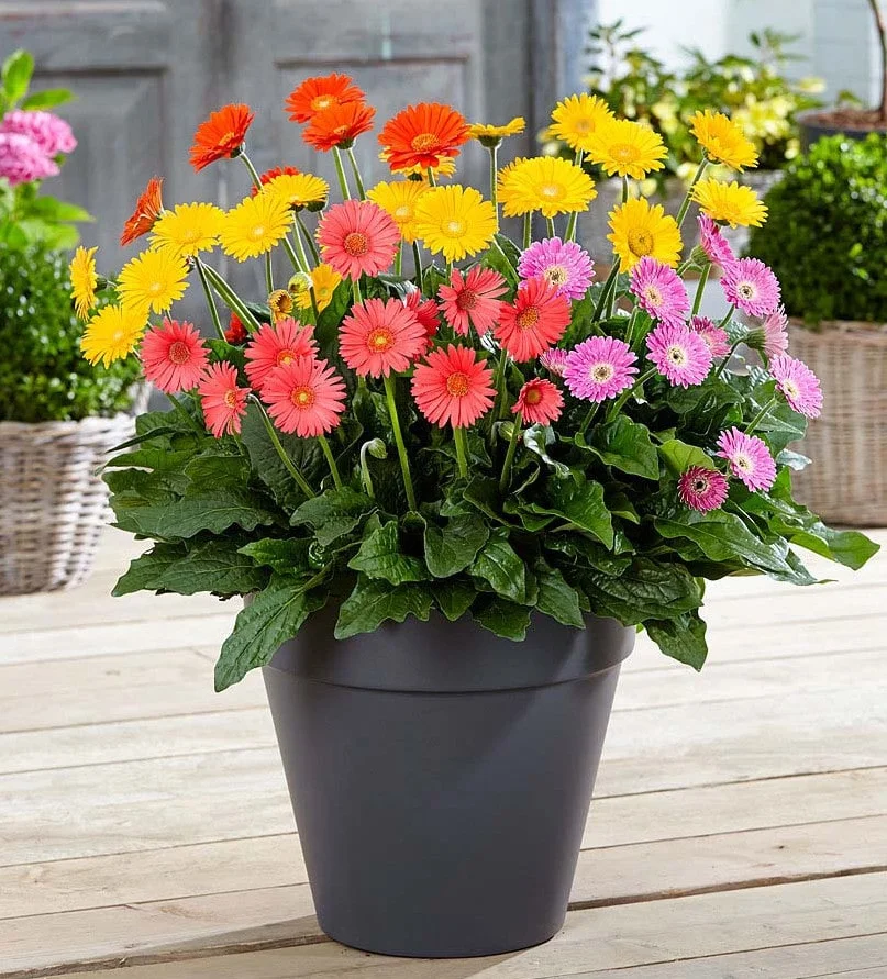گل ژربرا جامزونی (Gebera Daisy)نام علمی: (Gerbera jamesonii)