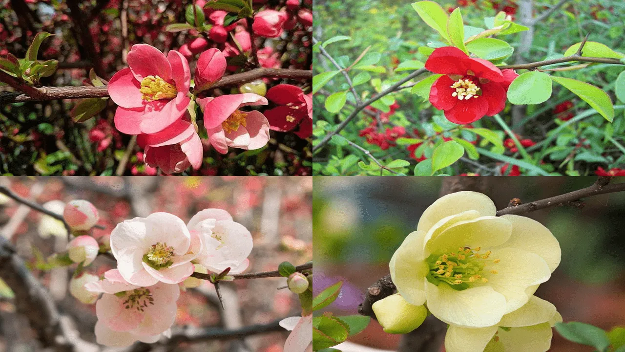 گل به ژاپنی (Flowing Quince)نام علمی: (Chaenomeles speciosa)