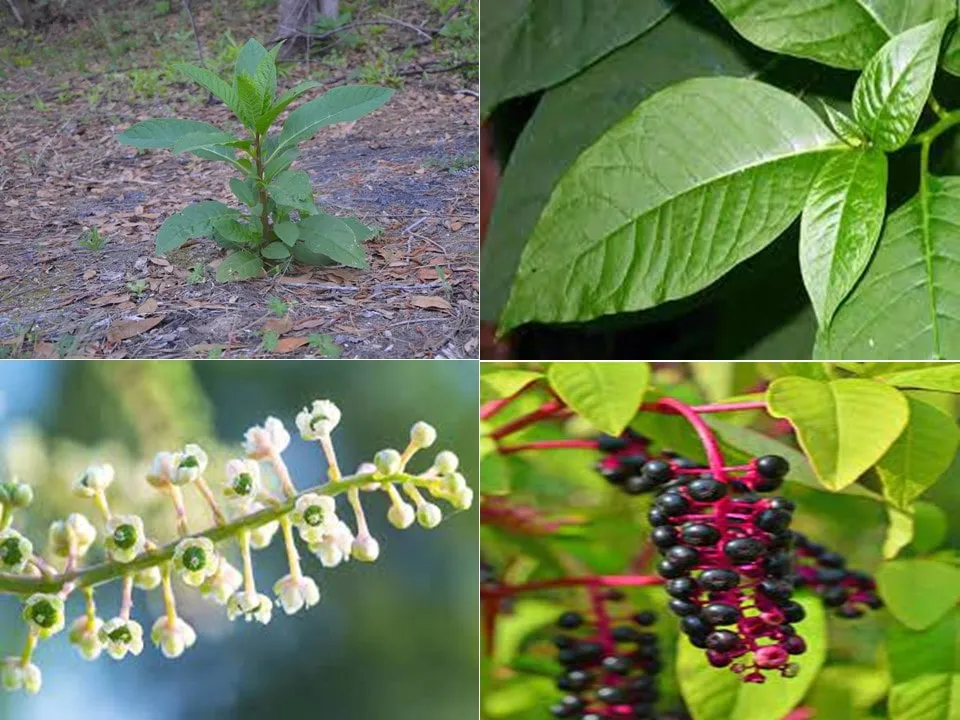 گل فیتولاکا   (سرخ بر) سرخاب کولیPhytolacca acinosa ,
 Phytolaccaceae
مجموعه تولیدی سیدوس تولید کننده گلدان پلاستیکی سیدوس