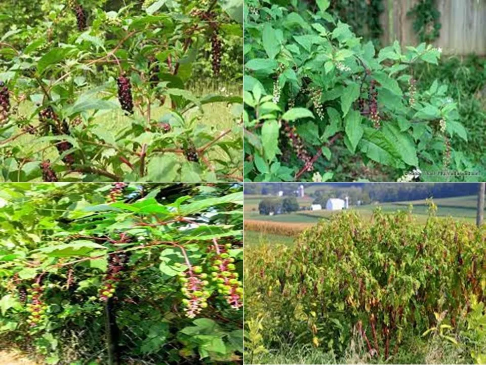 گل فیتولاکا   (سرخ بر) سرخاب کولیPhytolacca acinosa ,
 Phytolaccaceae
مجموعه تولیدی سیدوس تولید کننده گلدان پلاستیکی سیدوس