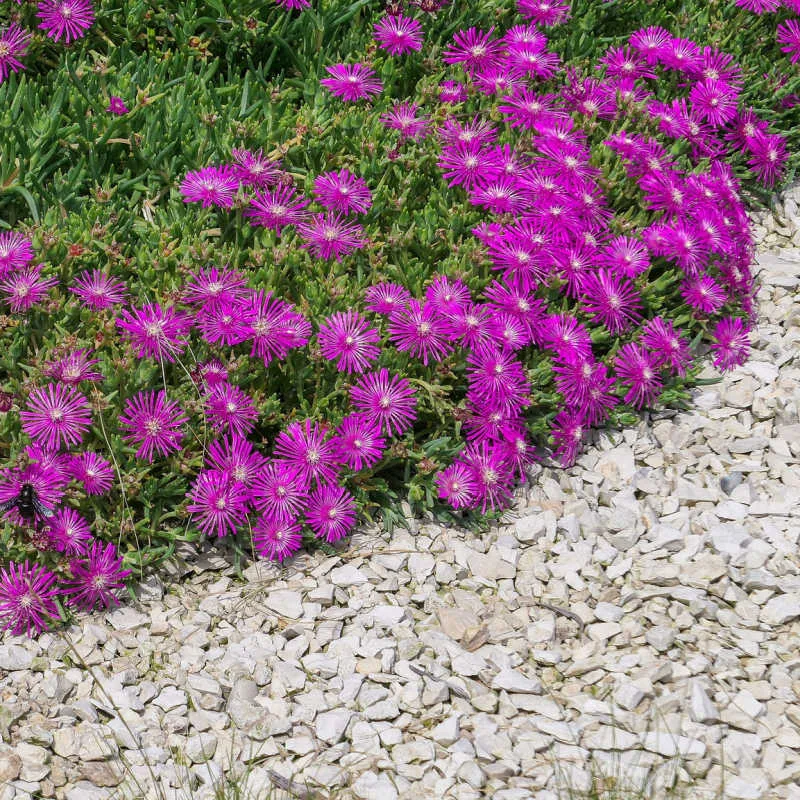 گل یخ بنفش (Ice Plant)نام علمی: (Delosperma nubigenum)