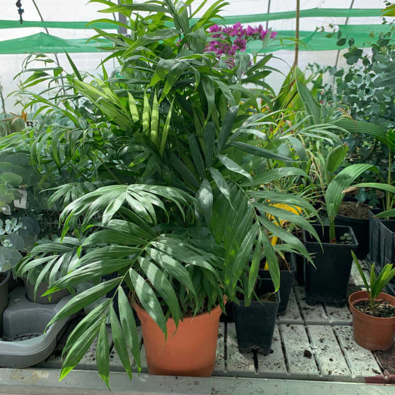 Chamaedorea elegans