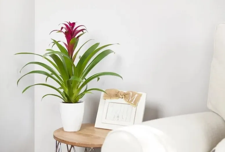 گیاهان مناسب برای هدیه به آقایانPlants suitable as gifts for men
مجموعه تولیدی سیدوس ,تولید کننده گلدان پلاستیکی سیدوس ,بیش از 120نوع, اعم از گلدان استوانه ای پلاستیکی سیدوس,گلدان الماسی پلاستیکی سیدوس,گلدان مربعی پلاستیکی,گلدان مثلثی پلاستیکی,گلدان گرد پلاستیکی ,باکس مستطیلی,در اندازه های کاکتوسی تا درختچه ای
