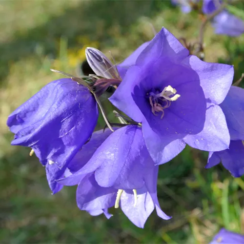 گل زنگوله ای چینی Platycodon Grandiflorus مجموعه تولیدی سیدوس تولید کننده گلدان پلاستیکی سیدوس تدوین:مینو غفوری ساداتیه آدرس اینستاگرام:gooldono.stand.sidoos@ تلفن:09308743868