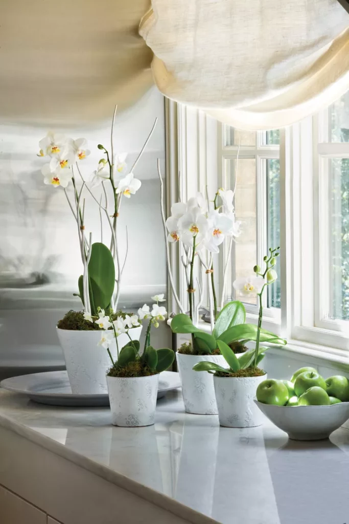 Orchids ارکیده